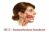 UD 1.2 - Anatomofisioloxía bucodental - · PDF filecomplexo dentino-polpar profedesanitaria.wordpress.com. cións células odontoblastos = dentinoblastos (emiten prolongacións na