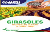 GIRASOLES - Anzu Genéticaanzugenetica.com/wp-content/uploads/2015/12/GIRASOL.pdf · Ausigold 62 es un híbrido de girasol de suma adaptabilidad, que combina muy buena resistencia