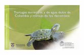 Tortugas terrestres y de agua dulce de Colombiaacherpetologia.org/images/doc/Cartilla_tortus_manejo_decomisos.pdf · María Carolina Becerra Riveros, Bióloga Cindy Cristina Leguízamo