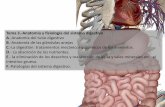 Tema 3.-Anatomía y fisiología del sistema digestivo A ...biologiaygeologia.weebly.com/.../0/5/9105909/tema_3._aparato_digesti… · Tema 3.-Anatomía y fisiología del sistema digestivo