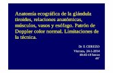 Anatomía ecográfica de la glándula tiroides, relaciones …policlinicosanmiguel.com/wp-content/uploads/2013/12/E… ·  · 2014-01-29encuentran en el eje central del ... tercios