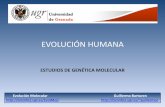 Presentación de PowerPointbioinfo2.ugr.es/presentaciones/EvolMol/Evoluci%F3nHu… ·  · 2013-06-26Aumento relativo del volumen craneal ... Cambios en la heterocromatina cercana
