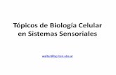 Tópicos de Biología Celular en Sistemas Sensoriales · Quimirreceptores vinculados con las partes bucales (Hymenoptera) Sensilia caética en el 5to tarsómero Quimirreceptores NO