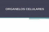 ORGANELOS CELULARES - sgpwe.izt.uam.mxsgpwe.izt.uam.mx/files/users/uami/retana/Organelos_celulares.pdf · CLASIFICACION Organelos celulares Organelos membranosos Estructuras celulares