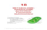 METABOLISME: AUTÒTROF. Fotosíntesi Quimiosíntesiblocs.xtec.cat/marianqm/files/2013/10/T18-Anabolisme-autòtrof.pdf · L’anabolisme és la via constructiva del metabolisme, ...