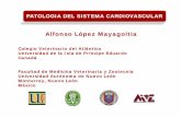 Alfonso López ez MaMayygagoitia - people.upei.capeople.upei.ca/lopez/castellano/monterrey/05-cardiovascular.pdf · • Miocardio: Miocarditis, Miocarditis, MiopatíaMiopatíaí í