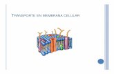 TRANSPORTE EN MEMBRANA CELULAR - Páginas Web …sgpwe.izt.uam.mx/files/users/uami/retana/Tansporte... ·  · 2012-09-04Ósmosis en célula vegetal. ... llenan aumentando la presión.