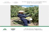 CULTIVO Y COSECHA DE GUAYABA - Gobierno | gob.mx guía sobre el cultivo y cosecha de guayaba, es la trigésima primera de la serie que impulsa la Secretaría del Trabajo y Previsión