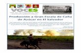 Produccion Caña de Azucar en El Salvador empleados de Voces en la Frontera respondimos con una investigación sobre el tema del cultivo de la caña ... impactos de la producción