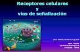 Receptores celulares y vías de señalizaciónecaths1.s3.amazonaws.com/quimicabiologica2/6894437… ·  · 2013-09-23Tipos de ligandos con receptores nucleares ... extracelular citoplasma