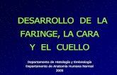 DESARROLLO DE LA FARINGE, LA CARA Y EL CUELLO y derivados del CARTILAGO de los arcos faríngeos Arco origen derivados 1 cresta neural de la región del mesencéfalo y metencéfalo