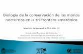 La Amazonía es la región mas biodiversa del planeta ... spp. Olingo (Bassaricyon gabbi) Chozna (Potos flavus) Osito angelito (Cyclopes didactylus) Cuatro ojos Mic ...