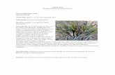 Anexo 4.11 Lista de especies protegidas - Eólica de Coahuilaproyectoeolicadecoahuila.edpr-windfarms.com/wp-content/uploads/... · Coryphantha pseudoechinus Boed. Clase: Magnoliopsida