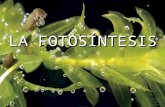 [PPT]FOTOSÍNTESIS - BIOLOGIA Y CIENCIAS | Blog creado … · Web viewPresentación de PowerPoint Incidencia de la luz sobre los fotosistemas Presentación de PowerPoint Presentación