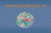 MORFOLOGÍA Y ESTRUCTURA DE LA CELULA - I.E.S ...iespoetaclaudio.centros.educa.jcyl.es/sitio/upload/organ...funciones diferentes. El control y el desarrollo del nº de células se
