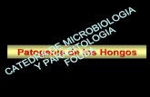 Patogenia de los HongosY PARASITOLOGIAFOUBA Microbiologia/fotos boo… ·  · 2014-08-08Enfermedades subyacentes Sexo Edad Ocupación Hábitos (alcoholismo, drogadicción)) ... •Los