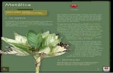 Amenazada - Biodiversidad Mexicana · 1 Espanol: Metálica, camedora Nombre científico: Chamaedorea metallica O.F. Cook ex H. E. Moore. Amenazada Foto: Forest & Kim Starr - WikimediaCommons