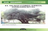 EL OLIVO COMO ARBOL ORNAMENTAL OLIVO COMO ARBOL ORNAMENTAL Los olivos son el vuelo de más de dos millones de hectáreas del suelo español. Su valor gastronómico siempre ha sido