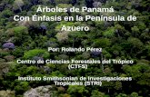 Árboles de Panamá Con Énfasis en la Península de Azueroazueroearthproject.org/wp-content/uploads/2011/03/Rolando-Perez... · Colectas de plantas Prensado y secado de muestras