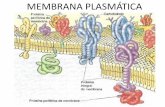 MEMBRANA PLASMÁTICAecaths1.s3.amazonaws.com/molecularuader/Clase mem… ·  · 2012-04-26abiertos a través de la membrana y ... Transmisión del potencial de acción a trravés