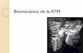 Biomecánica de la ATM - …ortodonciaqueretaro.weebly.com/uploads/4/4/9/1/4491676/biomecnica...Las superficies articulares de las ATM deben de ser mantenidas en contacto constante,