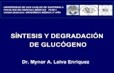 SÍNTESIS Y DEGRADACIÓN DE GLUCÓGENO · sÍntesis y degradaciÓn de glucÓgeno universidad de san carlos de guatemala facultad de ciencias mÉdicas fase i, unidad didáctica: bioquÍmica