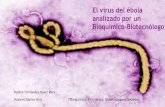 El virus del ébola analizado por un Bioquímico-Biotecnólogo · · PT-PCR · Visualización ... Extensión a Liberia, Sierra Leona, Nigeria, ... · Choi WY, Hong K-J, Hong JE, Lee