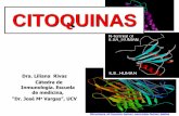 CITOQUINAS - inmunojmvucv.files.wordpress.com · Autocrina: cuando actúan sobre la misma célula que las secretó. ... gastrointestinal. 4.- Inhibe la producción de IL-1, IL-2 y
