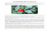 Glosario de plantas - gftaognosticaespiritual.comgftaognosticaespiritual.com/wp-content/uploads/2012/06/30-02... · Este glosario ha sido elaborado como una ayuda para el conocimiento