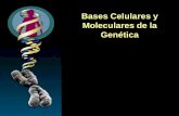 Bases Celulares y Moleculares de la Genética · de los cromosomas homólogos un alelo distinto, posee dos formas diferentes de ... nomenclatura para designar el complemento cromosómico