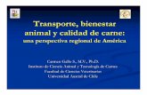 Transporte, bienestar animal y calidad de carne - inia.org.uy€¦ · Por qué es importante un manejo que ... transporte sobre la presencia de contusiones ... (autoridades municipales).