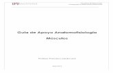 Guía de Apoyo Anatomofisiología - MUSCULOSacademico.upv.cl/doctos/PEDF-4003/{CA2A6847-2BC5-48AD-936C... · más largos, algunos de ellos pueden pasar por dos articulaciones (Bíceps