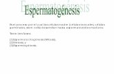 Tiene tres fases: (1)Espermatocitogénesis (Mitosis), (2 ...emellisho/teoria_archivos/...(1)Espermatocitogénesis (Mitosis), Las células madre (Espermatogonia Tipo A) se divide por