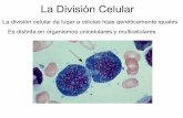 La División Celular - zoologiageneral.com.ar€¦ · Las Proteínas reguladoras que intervienen en el control del ciclo Celular son : ... Los factores decrecimiento estimulan la