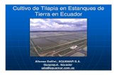 ISTA 7 - Cultivo de Tilapia en Ecuador - ag.arizona.edu · Cultivo de Tilapia en Ecuador n El cultivo de la Tilapia como negocio rentable nace a partir de la aparición del virus