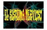 El sistema nervioso se - Trabajosciencias's Weblog · nerviosas destacan las neuronas y células gliales. El sistema nervioso regula y coordina el ... conducta que adopta el individuo.