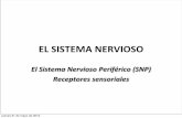 EL SISTEMA NERVIOSO - academico.upv.clacademico.upv.cl/doctos/PEEF-4192/{18D6260D-6D1D-44D5-B67C... · • Receptores para los sentidos especiales: ... nerviosas sensitivas hacia