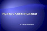 Dra. Carmen Aída Martínez · ... Segunda mensajero ATP: Molécula energética Nucleotidos . Nucleotidos NAD NAD y FAD: Transportadoras de electrones . Adición de nucleótidos activados.