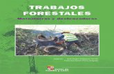 TRABAJOS FORESTALES - Blog para Estudiantes de … · Castilla y León la superficie forestal es de 4.516.386 Has que supone el 17,19% de nuestra superficie y de estos 2.119.139 ...