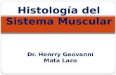 Histología del Sistema Muscular - MICROANATOMÍA · PPT file · Web view2011-02-07 · La unidad funcional del musculo esquelético es la sarcomera. La membrana de la célula muscular