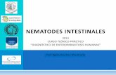 NEMATODES INTESTINALES - Instituto de Higiene - … · corte transversal de nematodes capa interna muscular ... efectivas para su control ¿por quÉ consideramos 17 este tema importante?