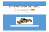 ENTOMOLOGIA GENERAL - isthuando.edu.pe · Ing. Ortiz Marín Walter Hermógenes Página 1 ENTOMOLOGIA El estudio de los insectos corresponde a la rama de las ciencias biológicas que