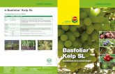 Basfoliar Kelp SL - eurofertcolombia.comeurofertcolombia.com/.../12/Diptico_Kelp_20151.pdf · líquido altamente concentrado en auxinas naturales, el cual está bajo un estricto proceso