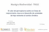 MasAgro Biodiversidad - TRIGOseedsofdiscovery.org/wp-content/uploads/sites/52/2017/10/7_MasAgro... · 31 de Agosto El valor del germoplasma exótico en líneas de mejoramiento: clave