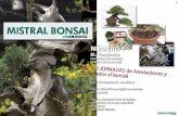 NÚMERO 1 - Bonsai en el mundomistral.bonsai.1.pdf · deración Francesa de Bonsai, hizo del bonsái su ... Este artículo forma parte del libro “El arte de dar ... permitiéndole