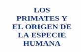 LOS PRIMATES Y EL ORIGEN DE LA ESPECIE …docentes.educacion.navarra.es/ralvare2/Evolucion3hominizacion.pdf · Como hemos dicho al principio, los australopithecus son los homínidos