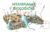 Presentación de PowerPoint - | Dr. Alejandro Alvarez · membrana la membrana: ... Adhesión Celular Bombas Transportadores Canales Iónicos Receptores Enzimas . ESTRUCTURA DE LAS