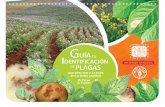 Guía de identificación de plagas que afectan a la papa …guzlop-editoras.com/web_des/agri01/epidemo/pld1599.pdf · para mejorar la competitividad de la agricultura familiar campesina