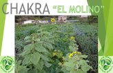 CHAKRA - WordPress.com · El objetivo de la agricultura no es el crecimiento de los cultivos, pero si el cultivo y la perfección de los seres humanos. “Masanobu Tukuoka”
