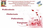 Pediculosis Phthriasis Puliculosis Tungiasisbibmed.ucla.edu.ve/.../parasitologia/PPM-Pediculosis.pdf · pubis. Adultos macho y hembra de Phthirus pubis. Phthiruspubis. Phthiruspubis.